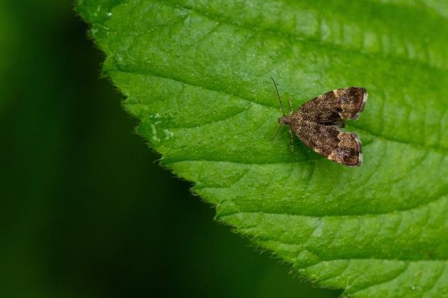 Anthophila fabriciana, adult. Felledge, 31-05-2022. Copyright Christopher Blakey.