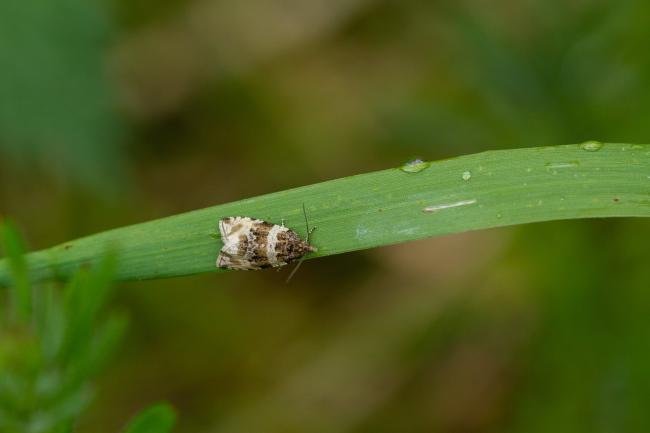 Orthotaenia undulana, adult. Felledge, 31-05-2022. Copyright Christopher Blakey.