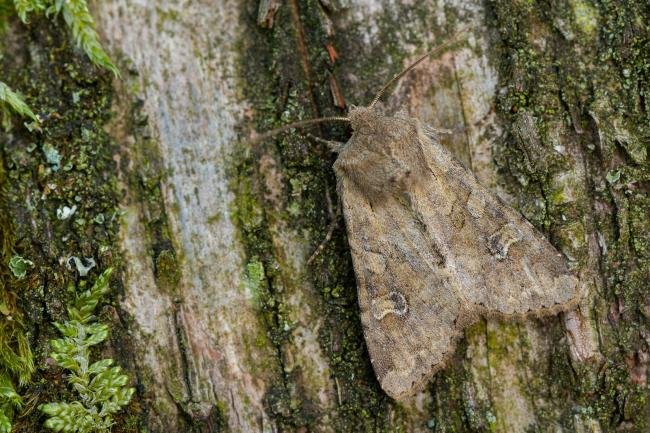 Rustic Shoulder-knot (Apamea sordens), adult. Waldridge Fell, 04-06-2022. Copyright Christopher Blakey.