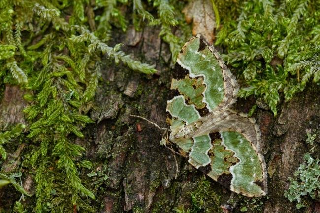 Green Carpet (Colostygia pectinataria), adult. Waldridge Fell, 04-06-2022. Copyright Christopher Blakey.