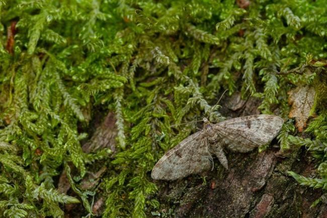 Dwarf Pug (Eupithecia tantillaria), adult. Waldridge Fell, 04-06-2022. Copyright Christopher Blakey.