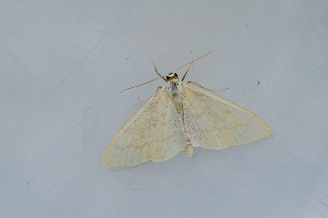 Cream Wave (Scopula floslactata), adult. Waldridge Fell, 04-06-2022. Copyright Christopher Blakey.