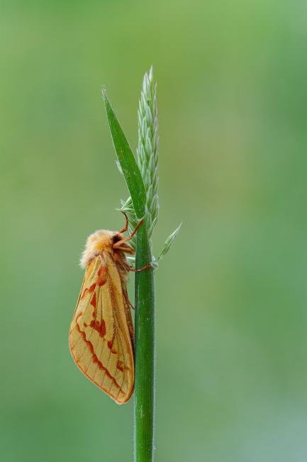 Ghost Moth (Hepialus humuli), adult, female. Framwellgate Moor, 10-06-2022. Copyright Christopher Blakey.