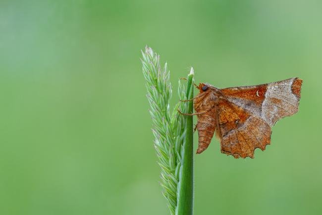 Lunar Thorn (Selenia lunularia), adult. Framwellgate Moor, 10-06-2022. Copyright Christopher Blakey.