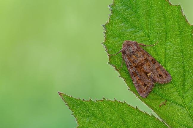 Broom Moth (Ceramica pisi), adult. Framwellgate Moor, 10-06-2022. Copyright Christopher Blakey.