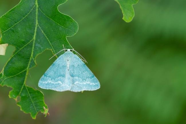 Grass Emerald (Pseudoterpna pruinata), adult. Waldridge Fell, 18-06-2022. Copyright Christopher Blakey.