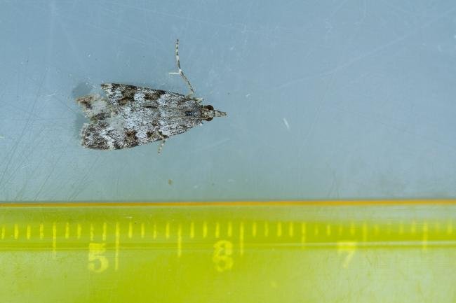 Scoparia ambigualis, adult. Waldridge Fell, 18-06-2022. Copyright Christopher Blakey.