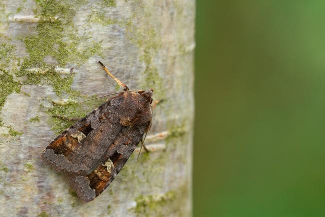 Purple Clay (Diarsia brunnea), adult. Waldridge Fell, 18-06-2022. Copyright Christopher Blakey.