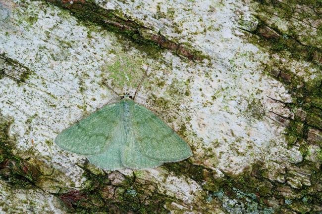 Grass Emerald (Pseudoterpna pruinata), adult. Waldridge Fell, 27-06-2022. Copyright Christopher Blakey.