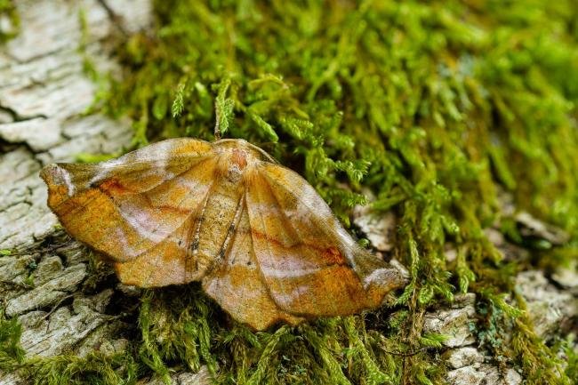 Lilac Beauty (Apeira syringaria), adult. Waldridge Fell, 27-06-2022. Copyright Christopher Blakey.