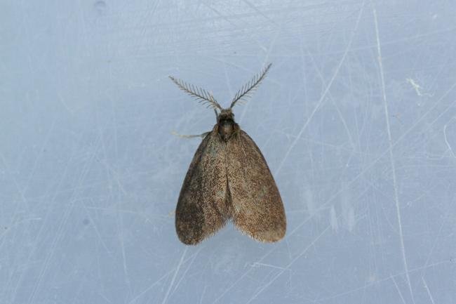 Psyche casta, adult. Waldridge Fell, 27-06-2022. Copyright Christopher Blakey.