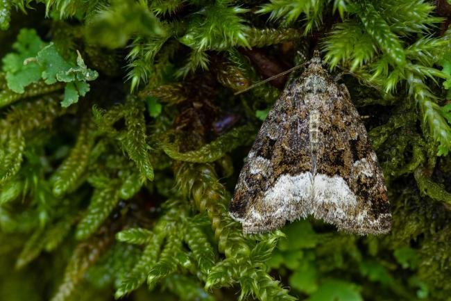 Marbled White Spot (Protodeltote pygarga), adult. Waldridge Fell, 02-07-2022. Copyright Christopher Blakey.