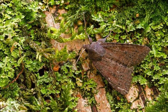 Suspected (Parastichtis suspecta), adult. Waldridge Fell, 02-07-2022. Copyright Christopher Blakey.