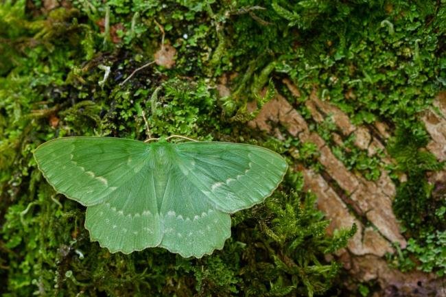 Large Emerald (Geometra papilionaria), adult. Waldridge Fell, 02-07-2022. Copyright Christopher Blakey.