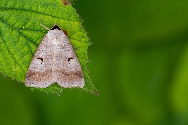 Blackneck (Lygephila pastinum), adult. Framwellgate Moor, 04-07-2022. Copyright Christopher Blakey.