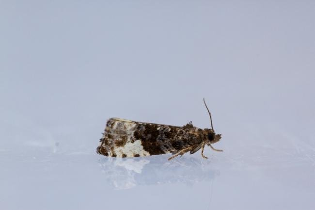 Plum Tortrix (Hedya pruniana), adult. Castle Eden Dene, 06-07-2022. Copyright Christopher Blakey.