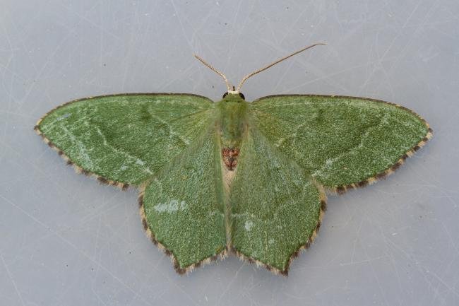 Common Emerald (Hemithea aestivaria), adult. Castle Eden Dene, 06-07-2022. Copyright Christopher Blakey.