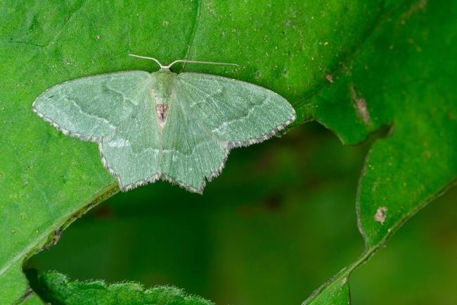 Common Emerald (Hemithea aestivaria), adult. Castle Eden Dene, 06-07-2022. Copyright Christopher Blakey.