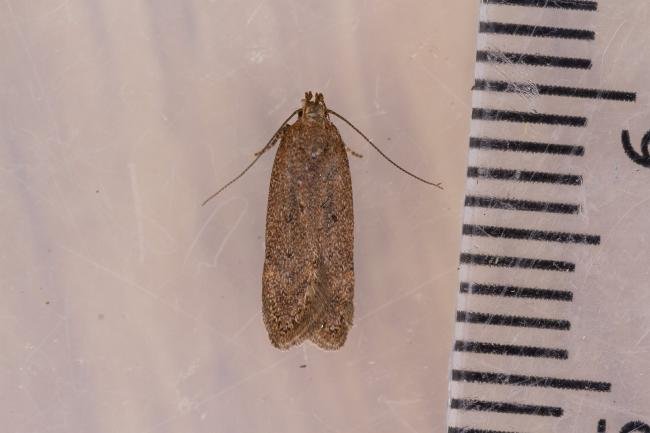 Bryotropha terrella, adult. Framwellgate Moor, 08-07-2022. Copyright Christopher Blakey.