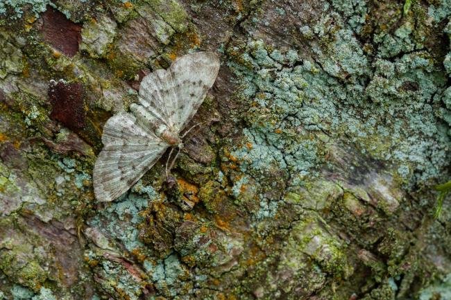 Bilberry Pug (Pasiphila debiliata), adult. Waldridge Fell, 12-07-2022. Copyright Christopher Blakey.