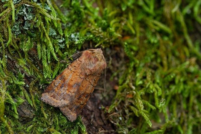 Ingrailed Clay (Diarsia mendica), adult. Waldridge Fell, 12-07-2022. Copyright Christopher Blakey.