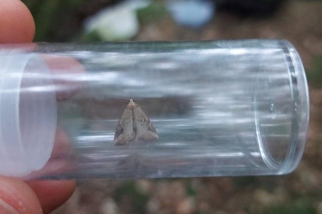 Pinion-streaked Snout (Schrankia costaestrigalis), adult. Waldridge Fell, 12-07-2022. Copyright Christopher Blakey.