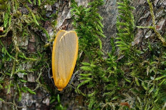 Buff Footman (Eilema depressa), adult. Waldridge Fell, 12-07-2022. Copyright Christopher Blakey.