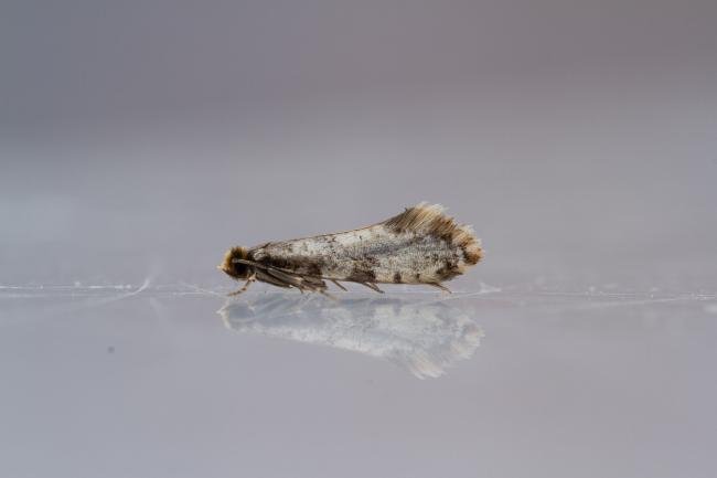 Cork Moth (Nemapogon cloacella), adult. Waldridge Fell, 12-07-2022. Copyright Christopher Blakey.