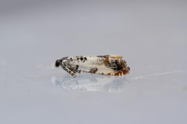 Eucosma campoliliana, adult. Waldridge Fell, 12-07-2022. Copyright Christopher Blakey.