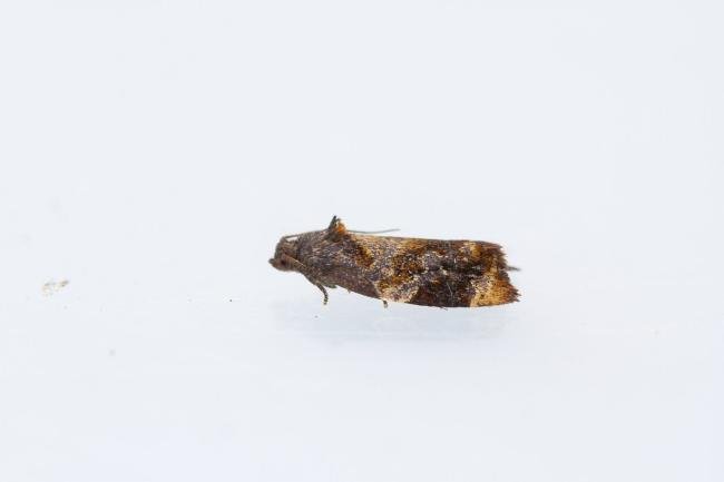 Red-barred Tortrix (Ditula angustiorana), adult. Waldridge Fell, 12-07-2022. Copyright Christopher Blakey.