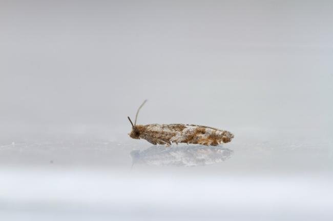 Holly Tortrix (Rhopobota naevana), adult. Waldridge Fell, 12-07-2022. Copyright Christopher Blakey.