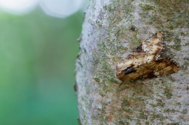 Slender Brindle (Apamea scolopacina), adult. Waldridge Fell, 19-07-2022. Copyright Christopher Blakey.