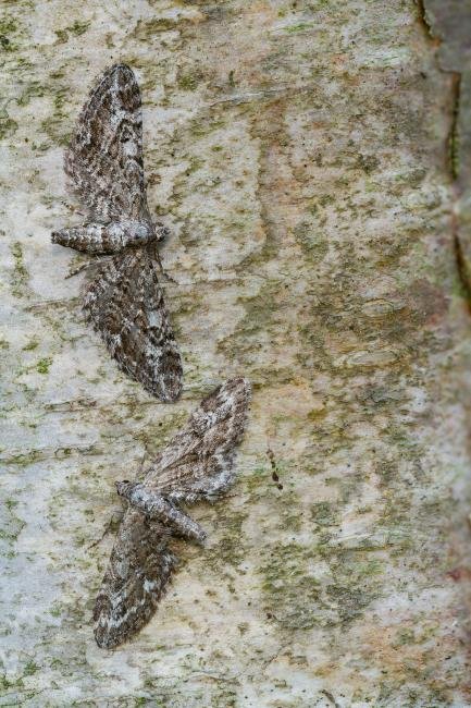 Narrow-winged Pug (Eupithecia nanata), adult. Waldridge Fell, 19-07-2022. Copyright Christopher Blakey.