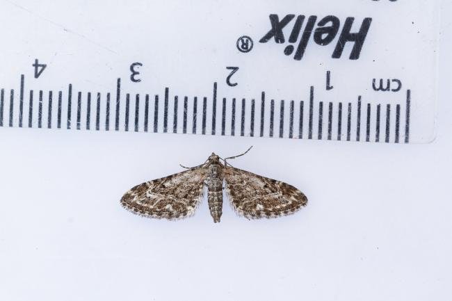 Narrow-winged Pug (Eupithecia nanata), adult. Waldridge Fell, 19-07-2022. Copyright Christopher Blakey.