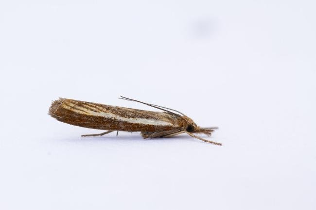 Agriphila tristella, adult. Waldridge Fell, 19-07-2022. Copyright Christopher Blakey.