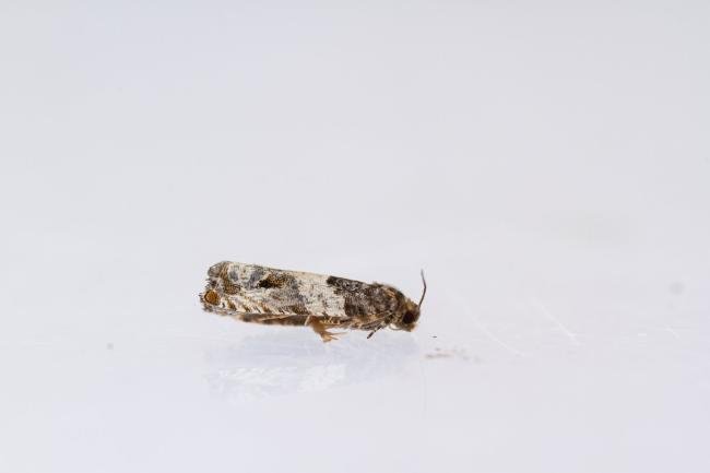 Gypsonoma dealbana, adult. Waldridge Fell, 20-07-2022. Copyright Christopher Blakey.