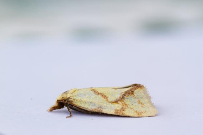 Agapeta hamana, adult. Waldridge Fell, 20-07-2022. Copyright Christopher Blakey.