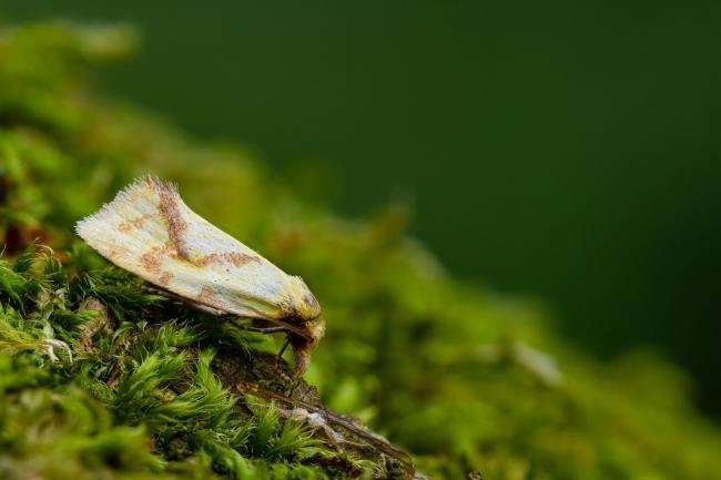 Agapeta hamana, adult. Waldridge Fell, 20-07-2022. Copyright Christopher Blakey.