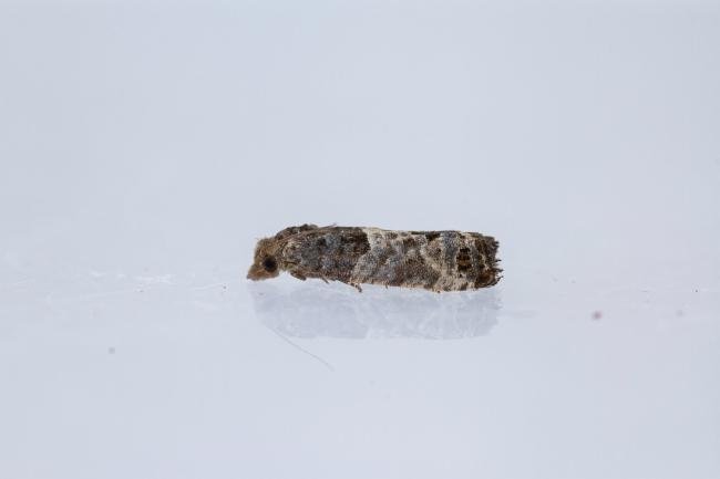 Bud Moth (Spilonota ocellana), adult. Framwellgate Moor, 25-07-2022. Copyright Christopher Blakey.