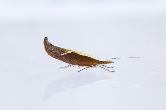 Honeysuckle Moth (Ypsolopha dentella), adult. Framwellgate Moor, 25-07-2022. Copyright Christopher Blakey.