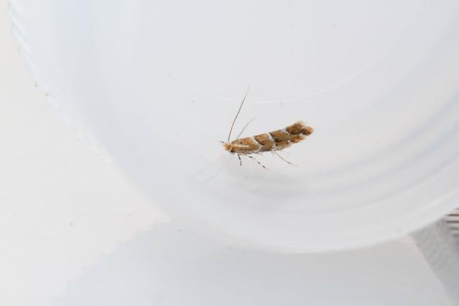 Cameraria ohridella, adult. Framwellgate Moor, 29-07-2022. Copyright Christopher Blakey.