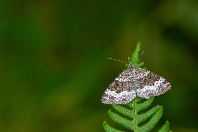 Common Carpet (Epirrhoe alternata), adult. Hudeshope Beck, 01-08-2022. Copyright Christopher Blakey.