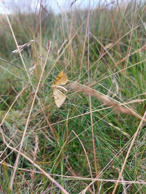 Barred Straw (Gandaritis pyraliata), adult. Newbiggin, 01-08-2022. Copyright Christopher Blakey.