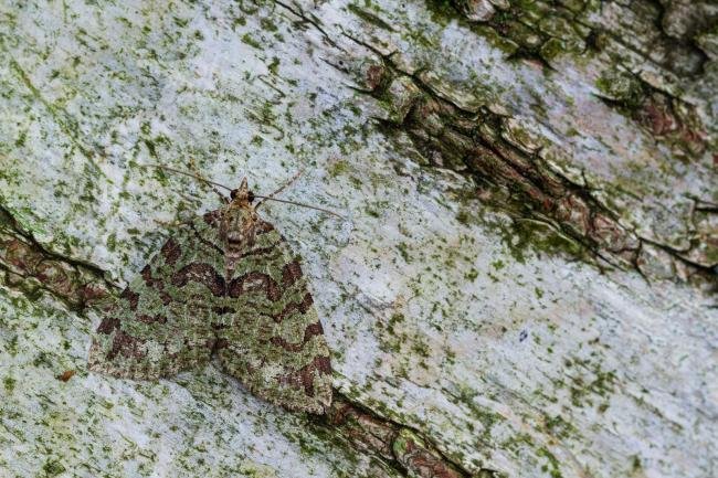 July Highflyer (Hydriomena furcata), adult. Waldridge Fell, 03-08-2022. Copyright Christopher Blakey.