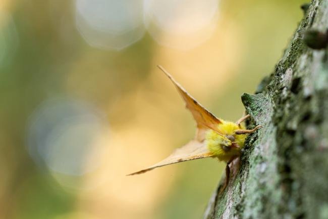 Canary-shouldered Thorn (Ennomos alniaria), adult. Waldridge Fell, 03-08-2022. Copyright Christopher Blakey.