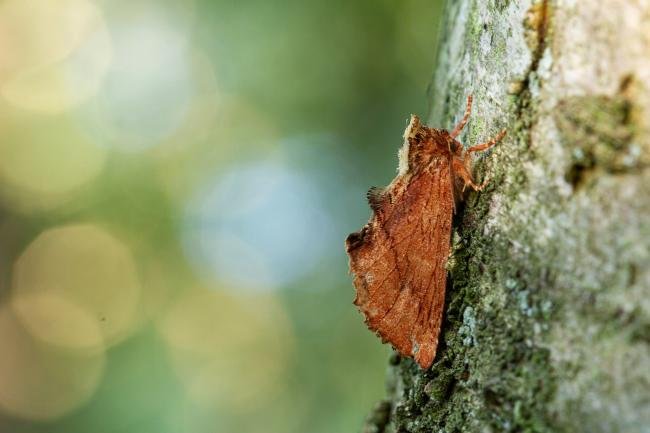 Coxcomb Prominent (Ptilodon capucina), adult. Waldridge Fell, 03-08-2022. Copyright Christopher Blakey.