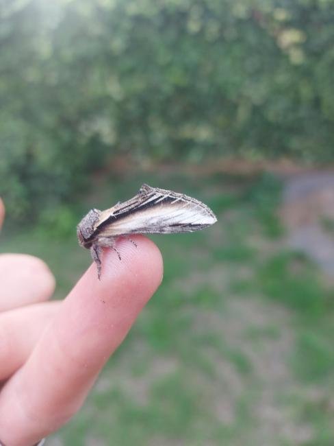 Swallow Prominent (Pheosia tremula), adult. Framwellgate Moor, 27-08-2022. Copyright Christopher Blakey.