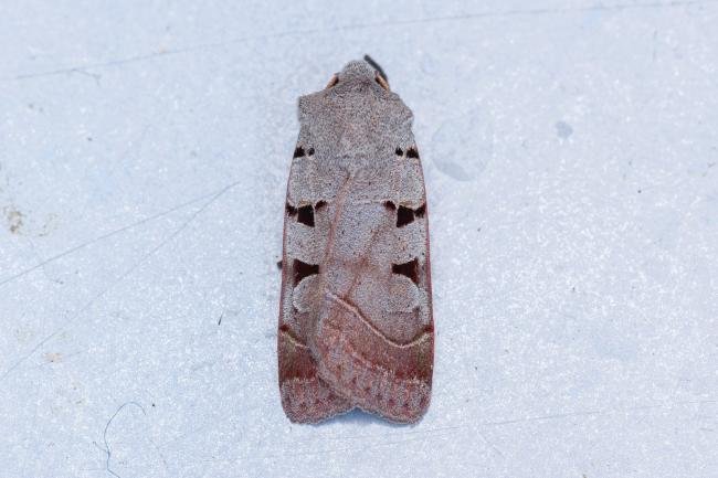 Autumnal Rustic (Eugnorisma glareosa), adult. Framwellgate Moor, 06-09-2022. Copyright Christopher Blakey.