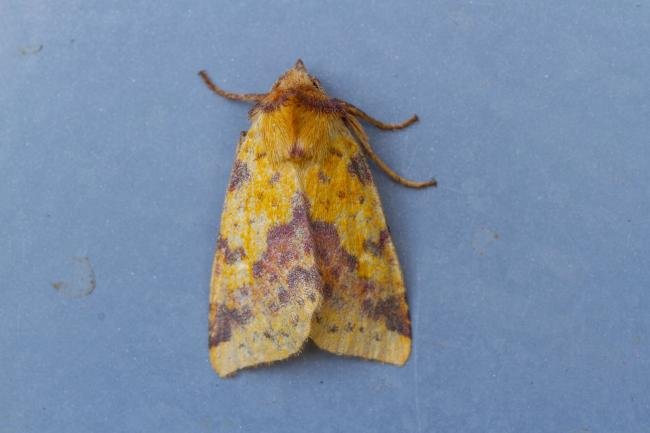 Pink-barred Sallow (Xanthia togata), adult. Waldridge Fell, 07-10-2022. Copyright Christopher Blakey.