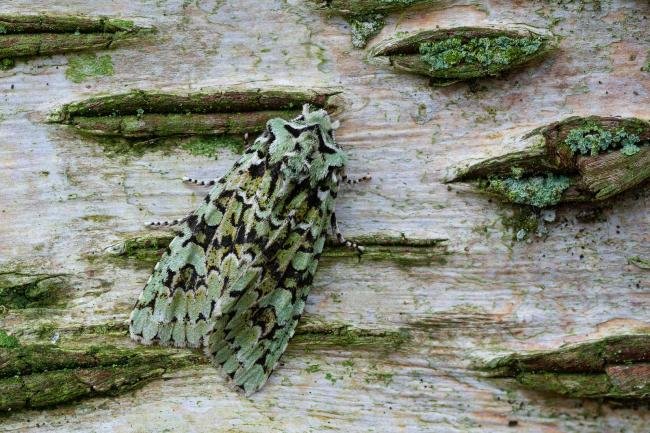 Merveille du Jour (Griposia aprilina), adult. Waldridge Fell, 29-10-2022. Copyright Christopher Blakey.